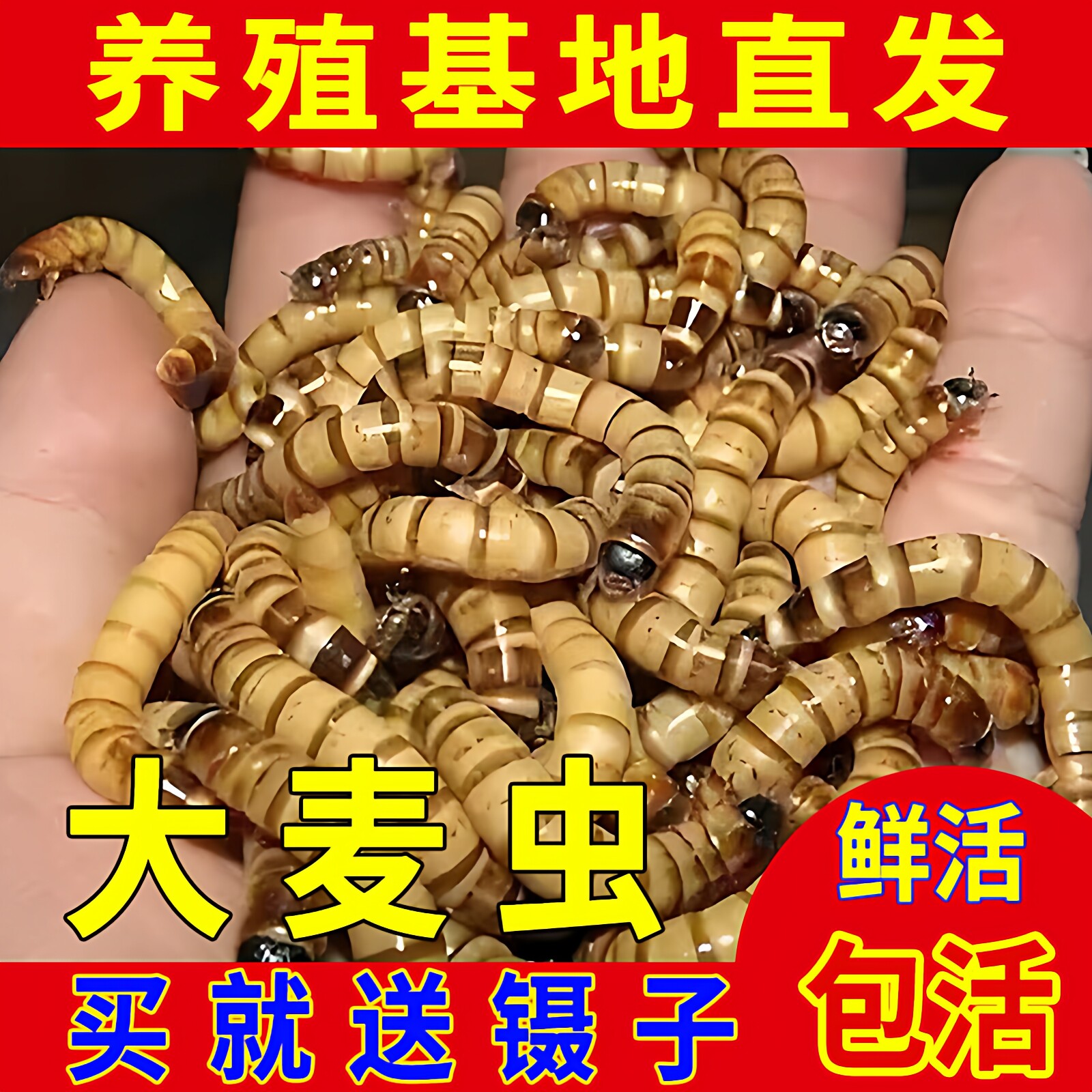 大麦虫活虫净重鲜活面包虫黄粉虫金龙鱼饲料活体八哥画眉鸟食虫子