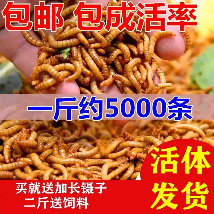面包虫活虫黄粉虫活体