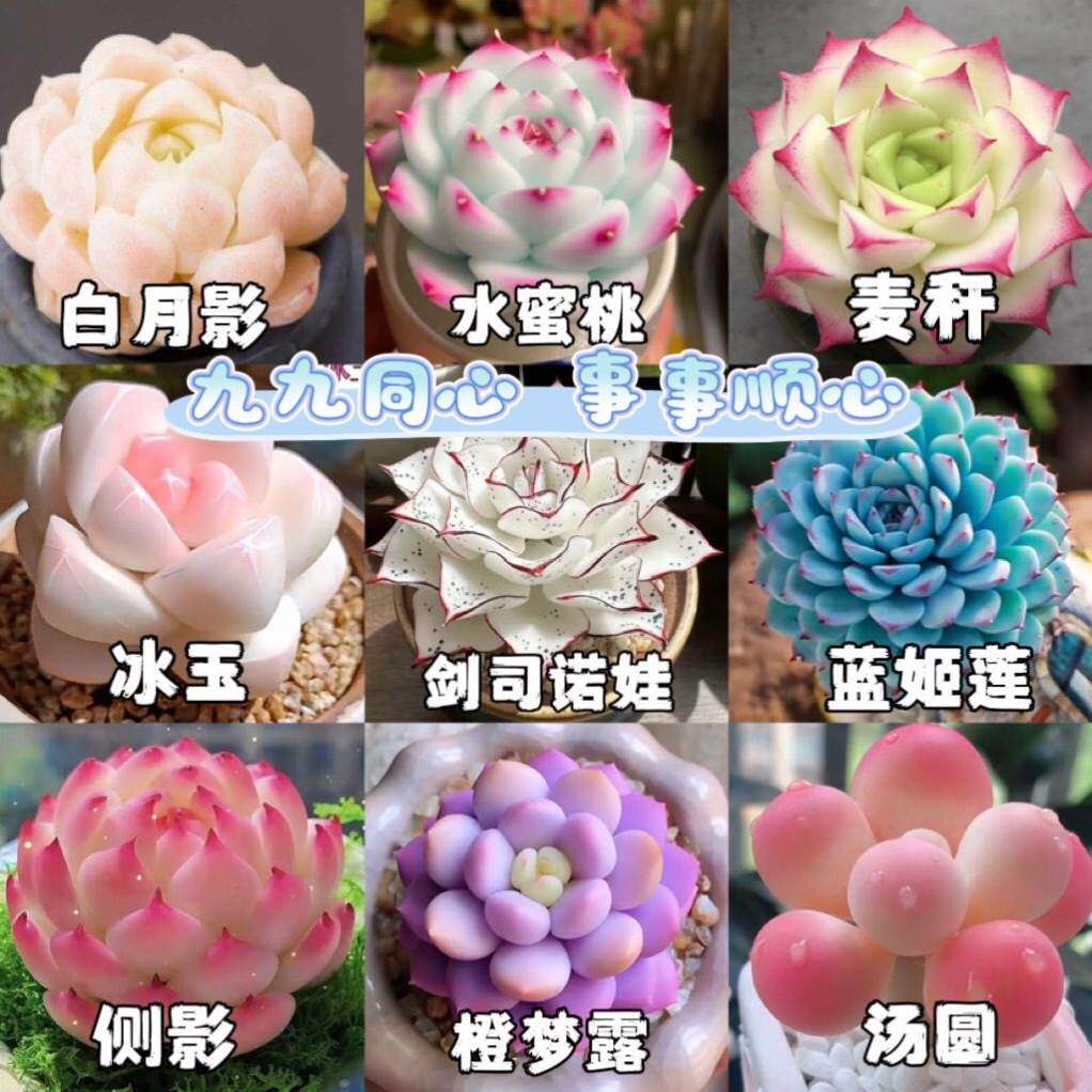 新款冰玉剑司诺娃水蜜桃麦秆多款组合多肉套餐盆栽花卉好杨防辐射