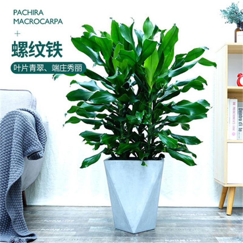 大型螺纹铁植物花卉盆栽客厅办公室室内阳台庭院花坛四季