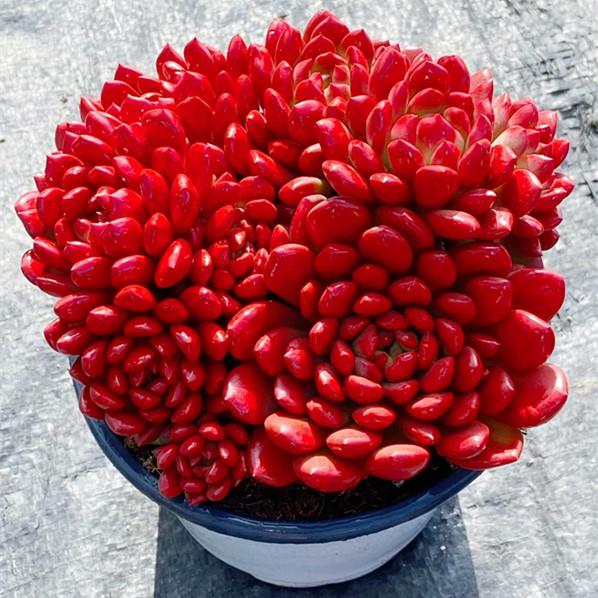 超大颗红宝石群生老桩多肉植物阳台美观防辐射精品盆栽绿植花卉