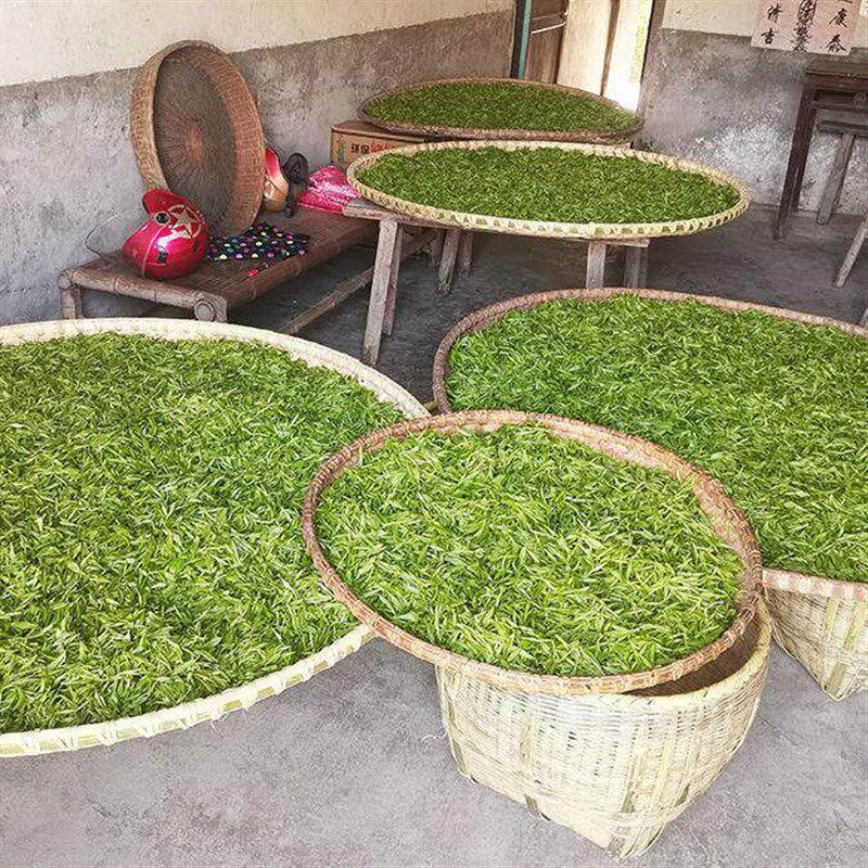 小型家用揉茶机电动茶叶机揉捻机 制茶设备茶叶成条机手动揉茶机