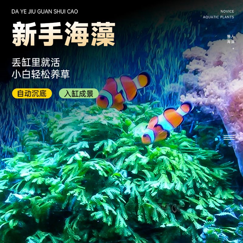 海缸高等藻净化水质红葡萄藻钢丝藻羽毛藻海水缸海藻活体大葡萄藻