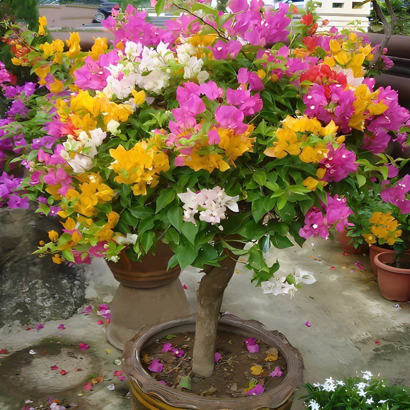 三角梅盆栽大苗带花苞庭院阳台耐寒热植物爬藤老桩四季开花卉绿植