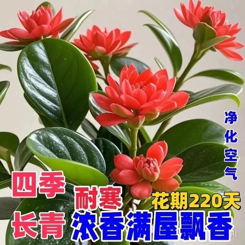 【下单立减50】【专吸二手火因】精品碧玉四季常青室内花卉_YB1
