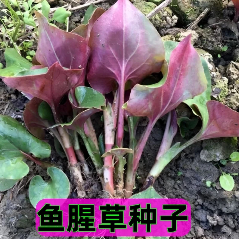 【下单立减50】新鲜鱼腥草折耳根叶子凉拌侧耳根农家应季蔬菜_JK
