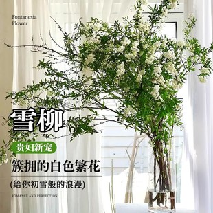 雪柳鲜枝水养干枝马醉木龙柳室内好养吊钟绿植_Y 下单立减50