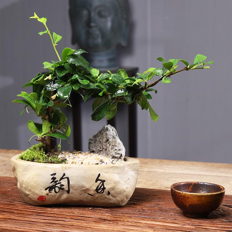 福建茶绿植室内树桩盆景客厅悬崖造型小叶黄杨小盆栽老桩四季常青