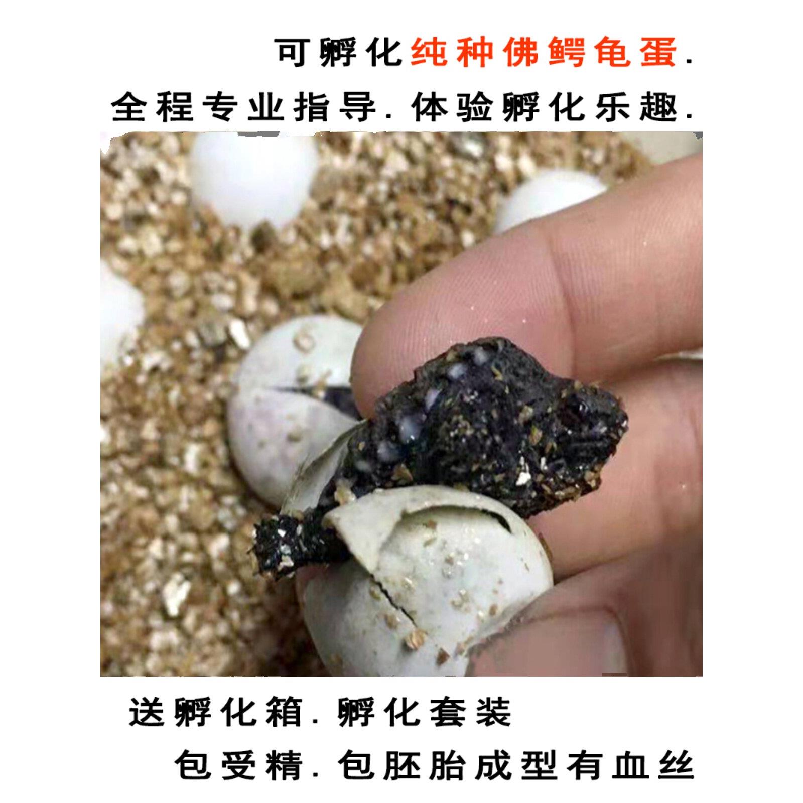 纯佛鳄龟蛋可孵化受精原种纯佛鳄龟可孵化受精蛋凶猛爆刺小鳄龟蛋图片