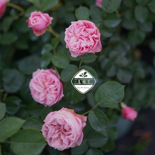 世霸丘比特密涅瓦永远的科莫中苗 丰花灌木 老园丁庭院月季盆栽