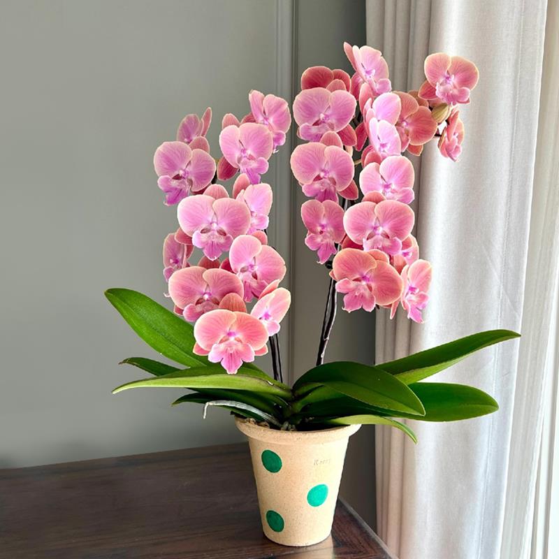 橘粉色蝴蝶兰花苗唯美复古稀有色系中大花带花苞四季好养室内花卉