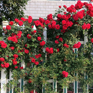 大花红色爬藤月季苗御用马车庭院爬墙四季玫瑰藤本蔷薇浓香绿植物