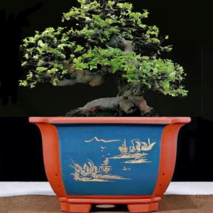 紫砂花盆特大号四方客厅幸福发财树老桩庭院葡萄树桩大口径陶瓷盆