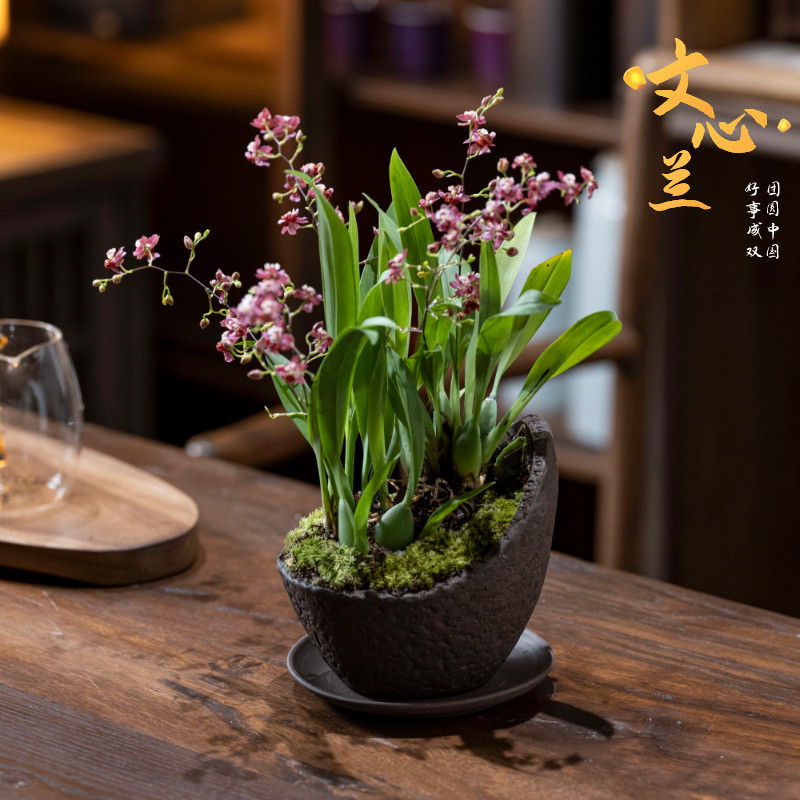 梦香文心兰带花苞植物花卉鲜花盆栽兰花香盆栽办公室客厅绿植室内