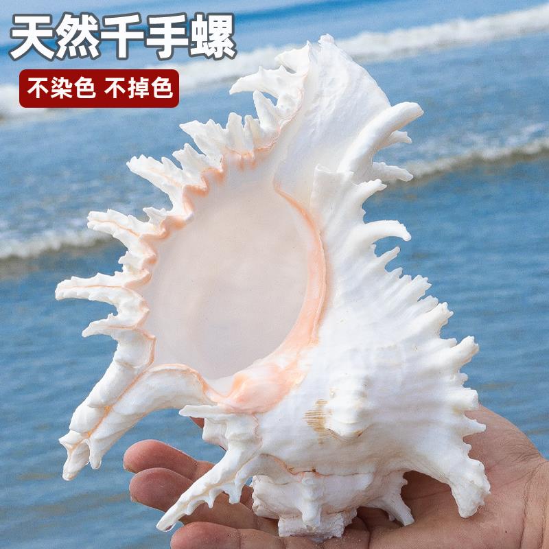 天然海螺贝壳大千手螺家居装饰摆件收藏礼品鱼缸造景水族箱装饰