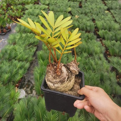 多头铁树盆景盆栽绿植室内外四季常青巴西墨西哥铁树耐旱好养