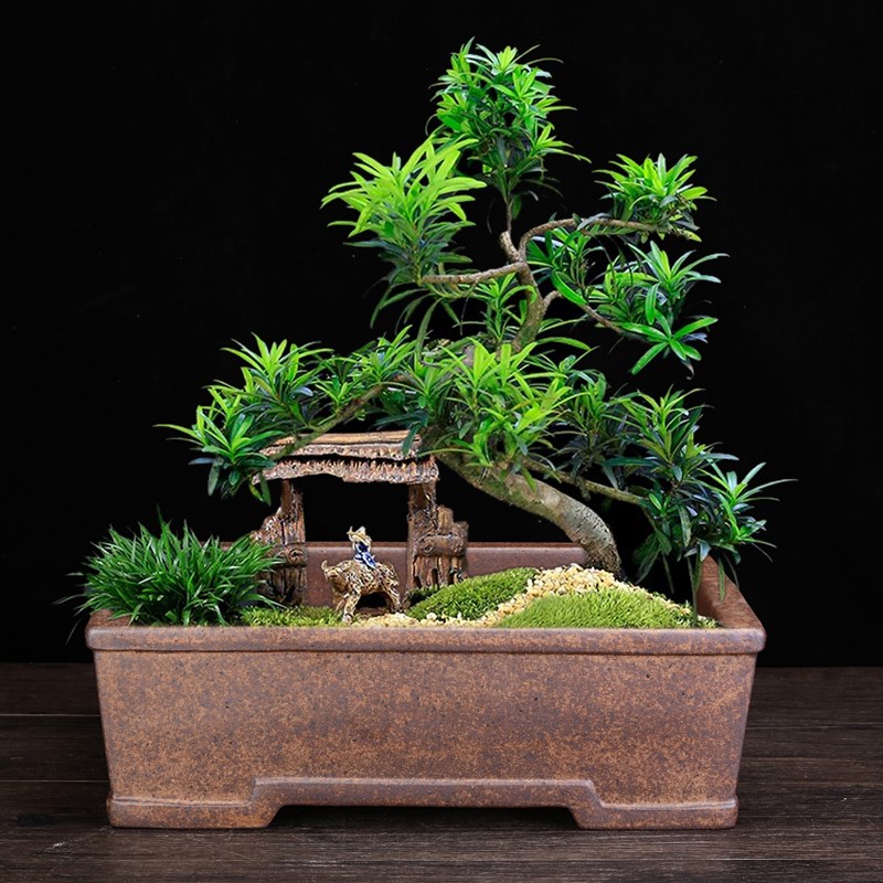 柴烧紫砂花盆精品大号马槽长方形古典桌面文竹阳台榕树老桩陶瓷盆