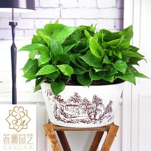 免浇水大绿萝盆水培养中式 山水客厅创意盆景自吸水塑料懒人圆花盆