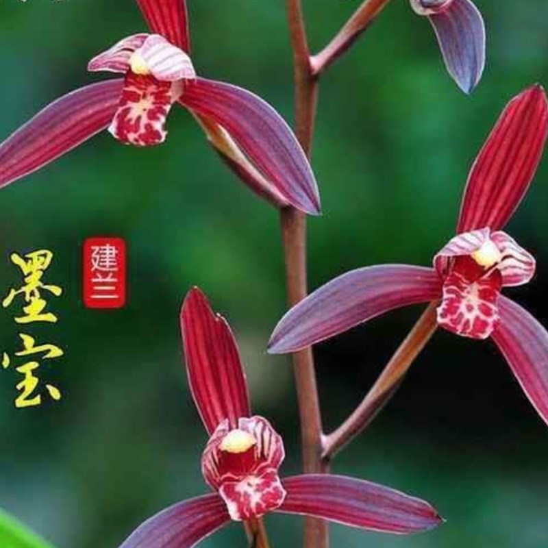 【墨宝】建兰四季兰色花传统品种名贵兰花兰草铭品盆栽花卉绿植