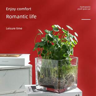 正方形玻璃花瓶水培郁金香花盆摆件客厅插花透明水养绿萝红掌白掌