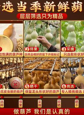 天然葫芦摆件开口酒壶朱砂真木葫芦带籽门对门口招财客厅玄关挂件