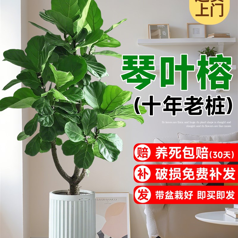 琴叶榕客厅绿植高级感室内办公室大型植物老桩大叶落地盆栽好养活