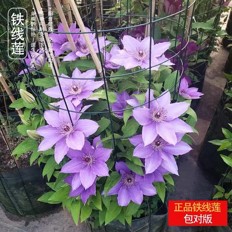 铁线莲两加仑大苗长瓣爬藤植物银币魔法喷泉乌托邦铃铛啤酒约瑟芬