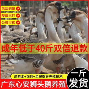 一斤脱温小鹅活苗正宗汕头特大种狮头鹅活苗原种潮汕灰狮子鹅幼崽