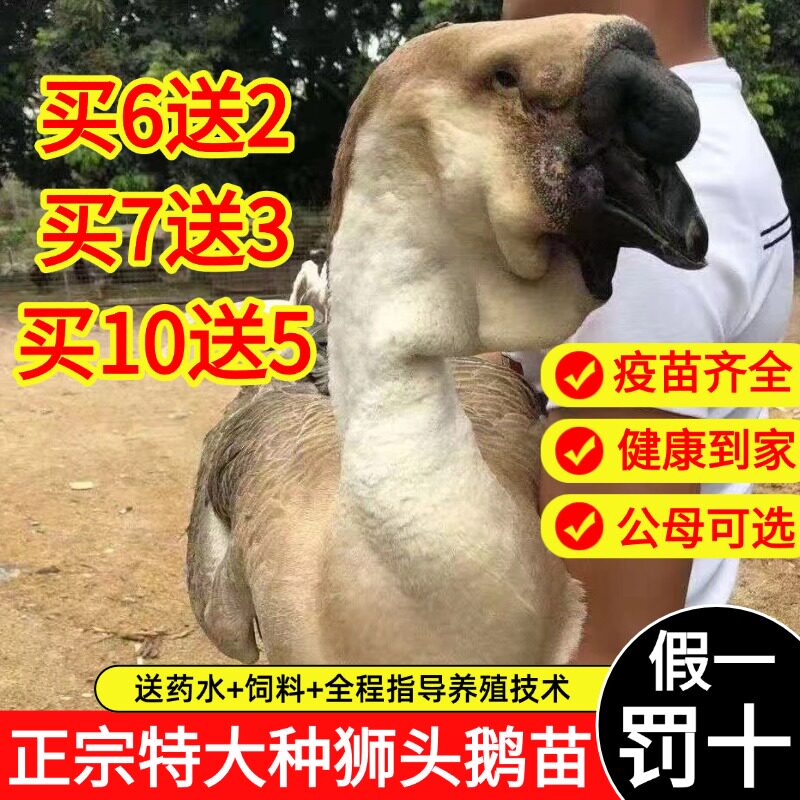 一斤脱温小鹅活苗正宗汕头特大种狮头鹅活苗原种潮汕灰狮子鹅幼崽