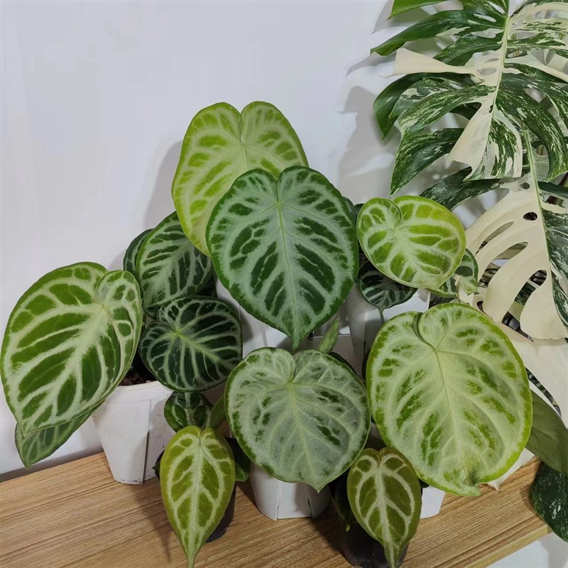 铜锣烧银刷子花烛天南星科in热植王先森的花园