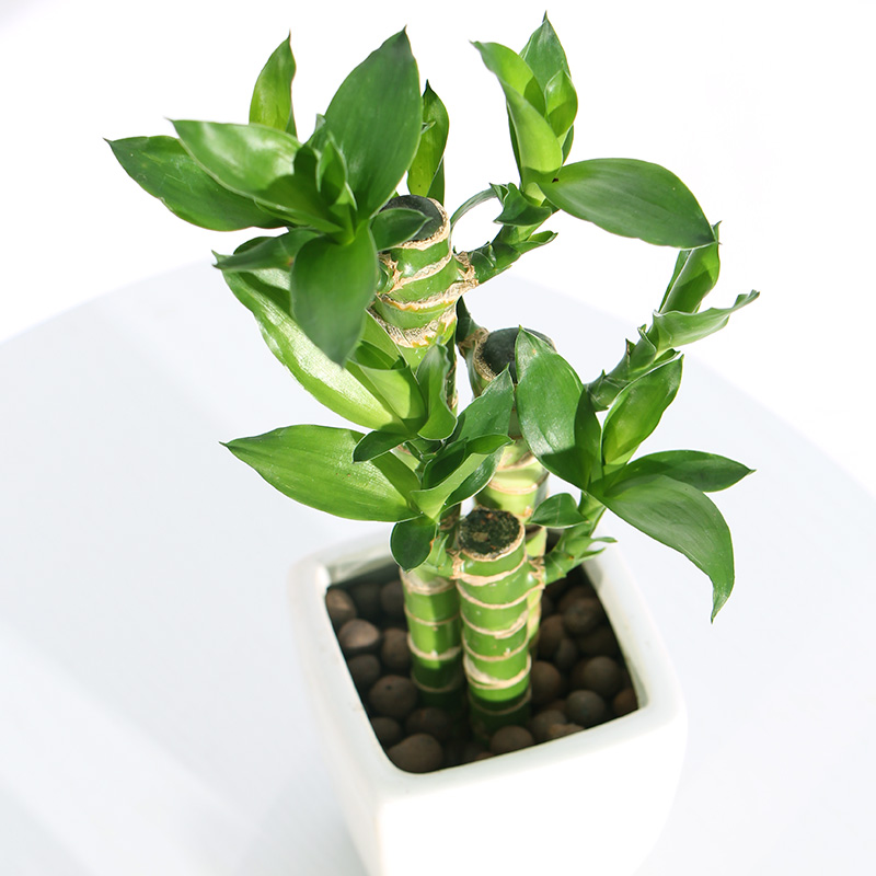 荷花竹富贵竹招财室内水培植物摆件办公室绿植转运文昌桌面小盆栽