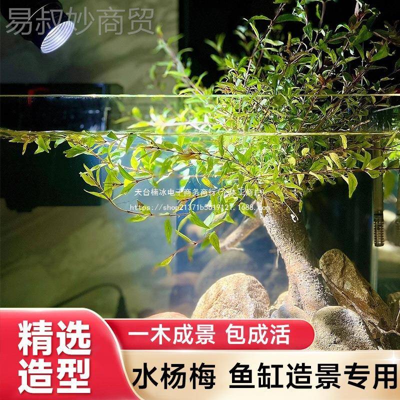 水杨植物鱼缸造老MIV桩摆乌龟缸观赏水景培绿件梅植造景全套古法图片