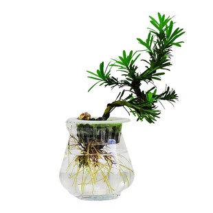 水培植物雀舌罗汉松小盆栽办公室内桌面造型黄杨盆景绿植四季常青