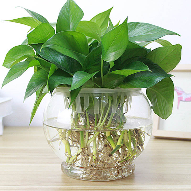 简约大号玻璃花瓶透明创意圆球绿萝室内鱼缸圆形水培水养植物器皿