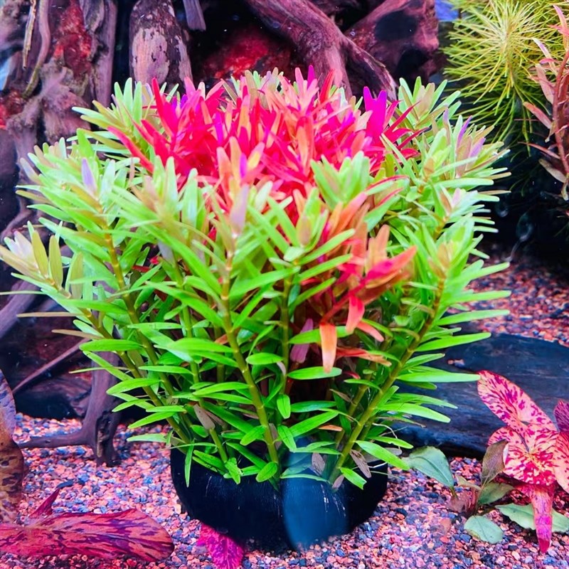 红绿宫廷小陀水草植物鱼缸造景装饰阴性水草真草新手水草水榕莫斯