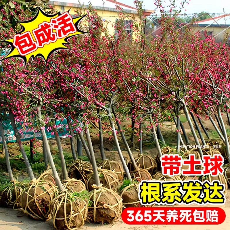 海棠树苗高杆西府垂丝海棠花大型盆栽风景树庭院地栽四季开花大树