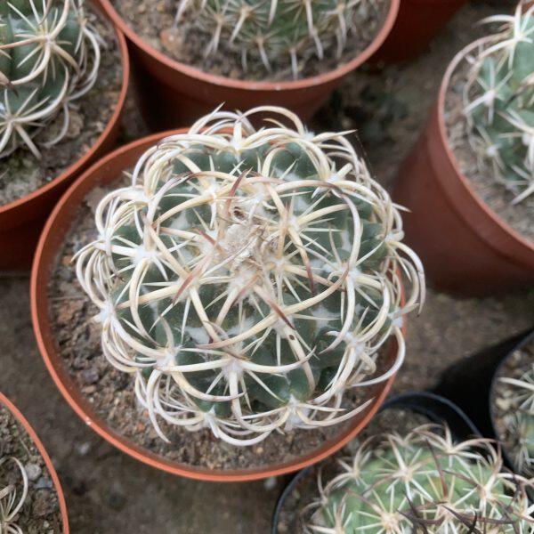 钢钉仙人球自根优选母本强刺球顶花球属稀有品种多肉植物品种对版