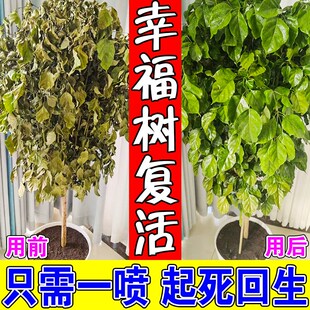 幸福树叶子干枯落叶专用肥料营养液枯萎病叶斑病全植通用营养液
