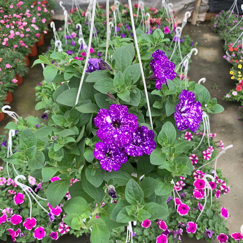 碧冬茄矮牵牛苗盆栽阳台吊篮花坛耐寒植物带花苞四季开花牵牛花苗