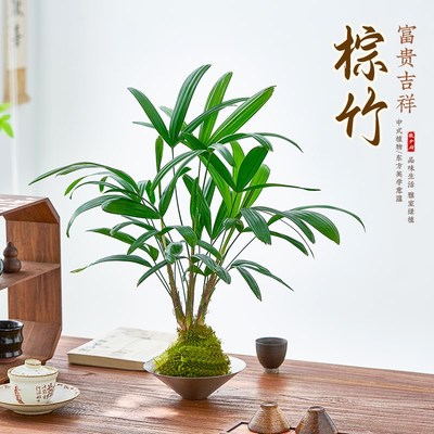 春羽苔藓球植物室内桌面水养绿植净化空气懒人好养办公室绿植苏铁