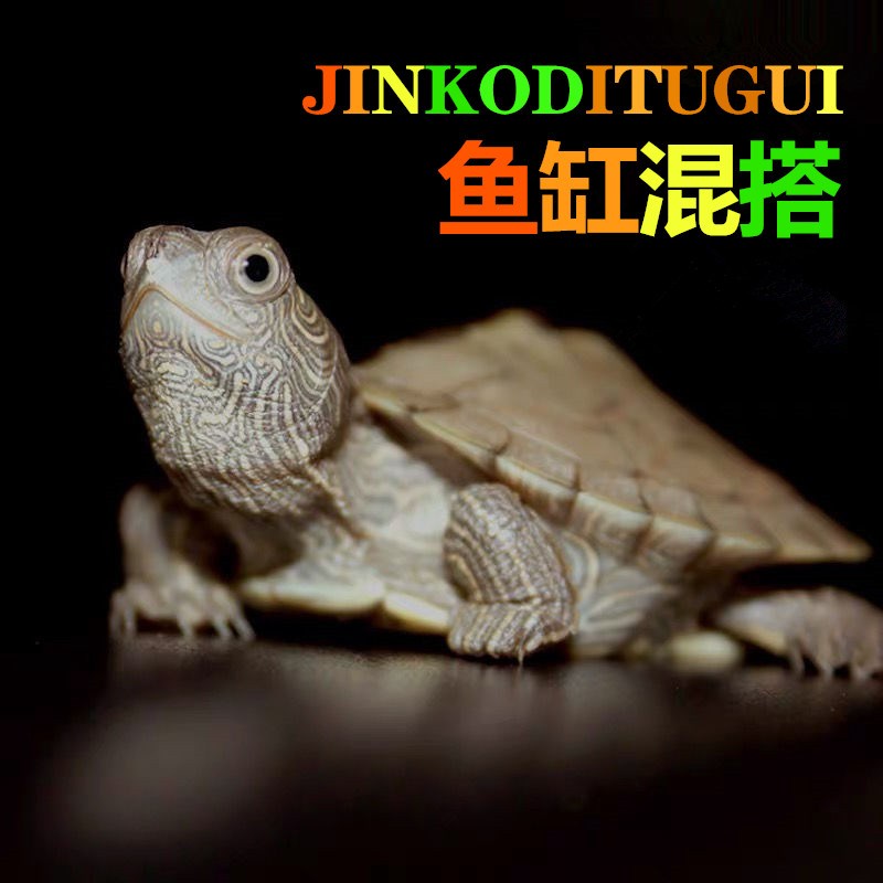 鱼缸混养地图半水龟苗学生迷你小乌龟家养棱背吃粪龟黄缘观赏宠物