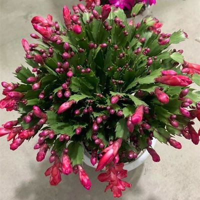 龙骨三角柱嫁接双层三层蟹爪兰带花苞室内花卉绿植植物盆栽盆景