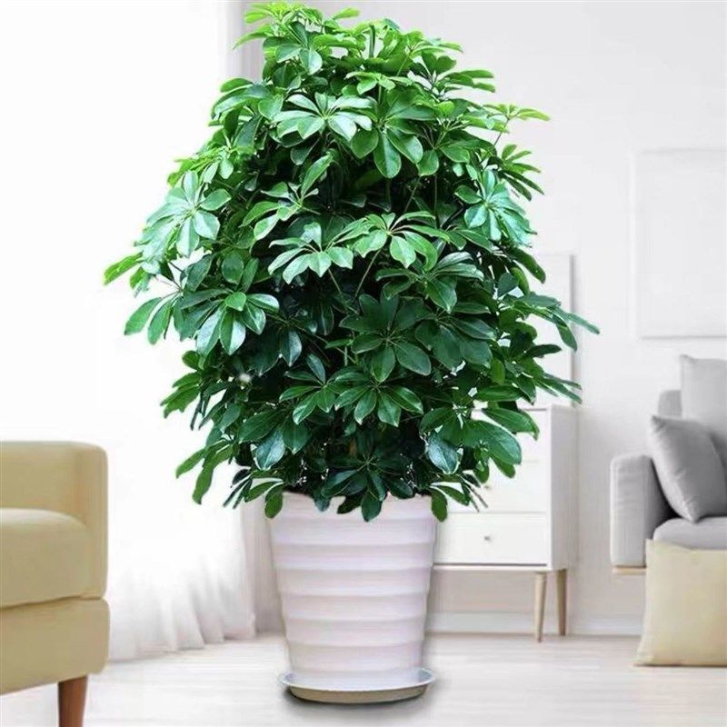 鸭脚木招财树鹅掌柴八方来财绿植大型室内客厅摆放盆栽净化空气,鲜花速递/花卉仿真/绿植园艺,大型绿植/成品组合盆栽,淘宝优惠券,粉丝福利购,淘宝优惠卷