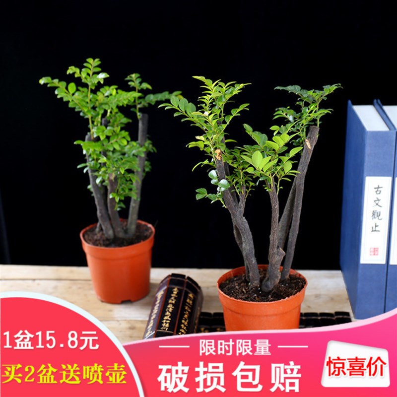 小叶紫檀盆景净化空气盆栽植物室内黑骨茶绿植四季常青办公室盆栽