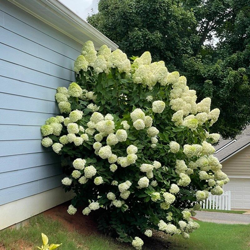 圆锥绣球盆栽夏日美人石灰灯多年木本植物中华木绣球庭院阳台花卉,鲜花速递/花卉仿真/绿植园艺,绣球/木绣球/木本植物,淘宝优惠券,粉丝福利购,淘宝优惠卷