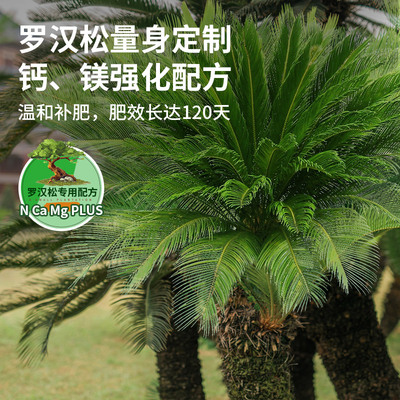 坤宁王铁树专用肥料营养液家用盆栽肥料绿植物通用型氮磷钾复合肥