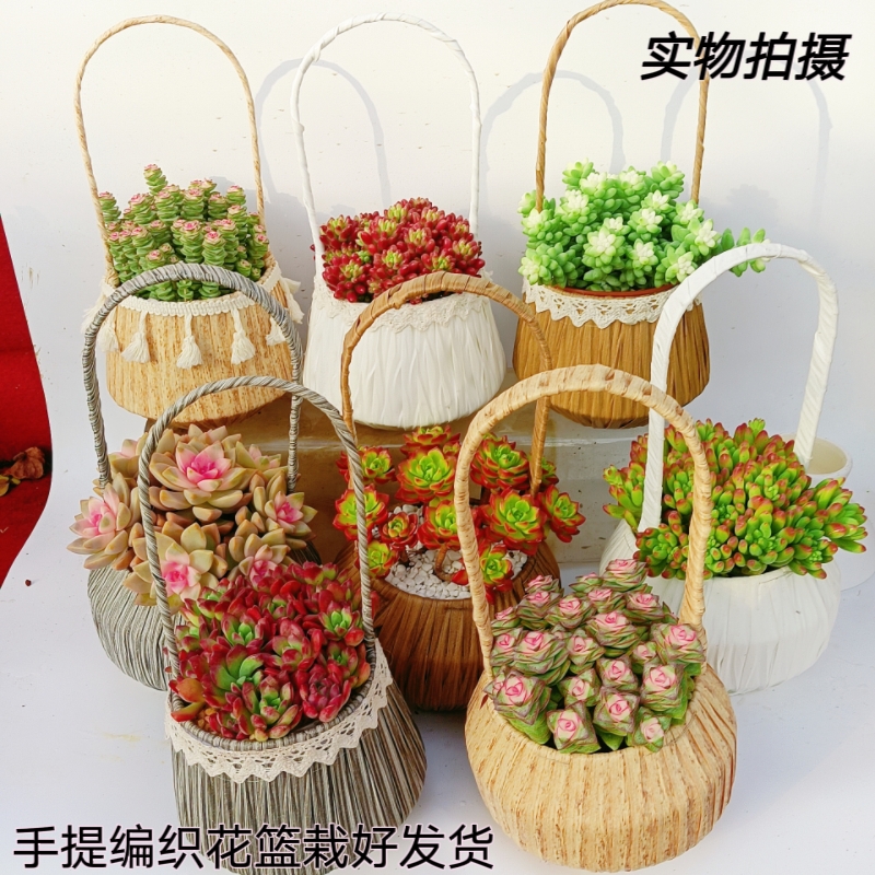 多肉植物手提花篮彩色钱串锦玉坠锦淡雪锦火焰绿焰小盆栽花卉绿植