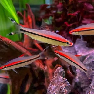 热带淡水观赏鱼一眉道人黑影道人黄化一眉道人草缸群游鱼