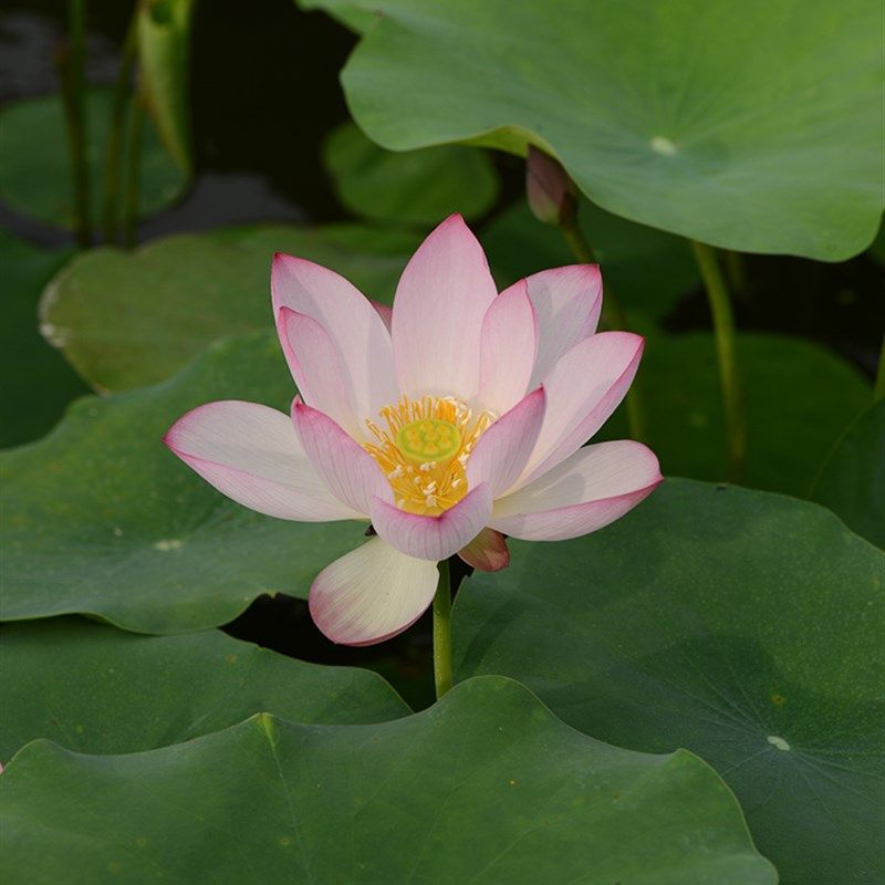 【从珂】碗莲乌托邦-中小微 型阳耐阴台盆栽水生花卉观赏荷花种藕,鲜花速递/花卉仿真/绿植园艺,时令草本花卉,淘宝优惠券,粉丝福利购,淘宝优惠卷