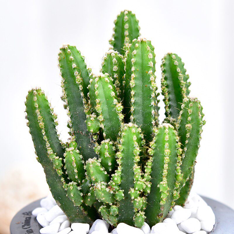 仙人球多肉植物组合仙人掌盆栽办公室桌面进化空气多肉肉植物